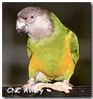 Senegal Parrot - Click for more info.
