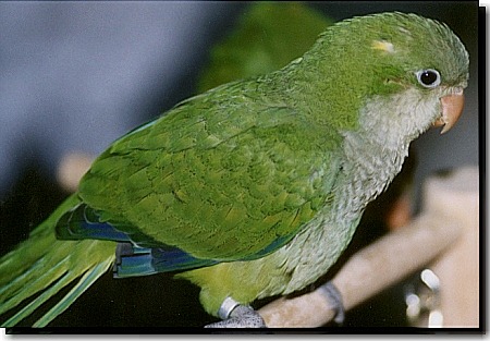 http://www.parrotpages.com/cncaviary/images/quaker.jpg