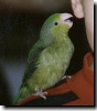 Pacific Parrotlet (F)